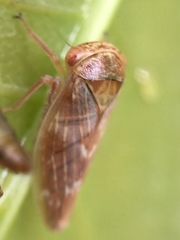 Rhytidodus decimusquartus