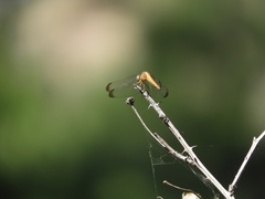 Erythrodiplax atroterminata