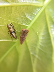 Rhytidodus decimusquartus