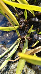 Schizochilus crenulatus