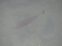 Acanthopagrus schlegelii