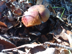Boletus edulis grandedulis