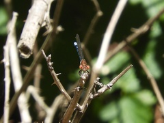 Argia joergenseni
