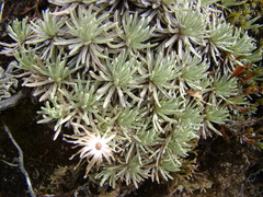 Celmisia sessiliflora