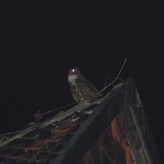 Bubo bubo