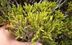 Halocarpus biformis