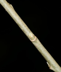 Salix pierotii