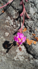 Craterostigma wilmsii