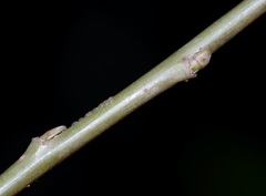 Salix pierotii