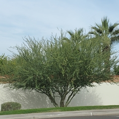 Prosopis juliflora