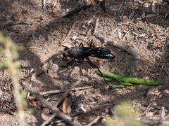 Stangeella cyaniventris