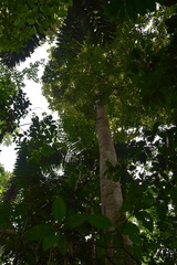 Magnolia canandeana