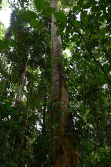 Magnolia canandeana