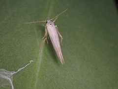 Stathmopoda horticola