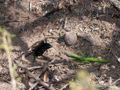 Stangeella cyaniventris