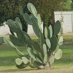 Opuntia
