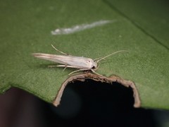 Stathmopoda horticola