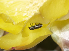 Tetragonoschema