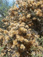 Cyclolepis genistoides