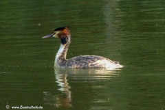 Podiceps cristatus