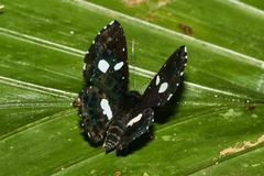 Calydna catana