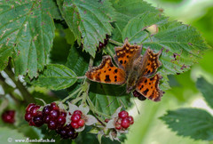 Polygonia c-album