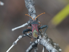 Dersagrena subfoveolata