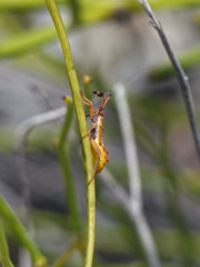 Dersagrena subfoveolata