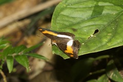 Adelpha jordani