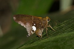 Epargyreus socus
