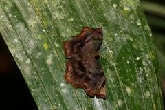 Achlyodes busirus heros