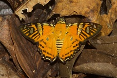 Myscelus nobilis
