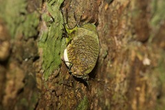 Arcas imperialis