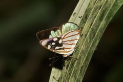 Dynamine chryseis