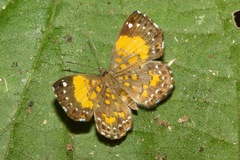 Parvospila emylius