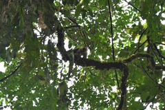 Cebus capucinus