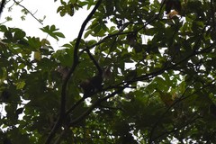 Cebus capucinus