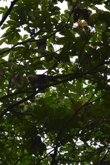 Cebus capucinus