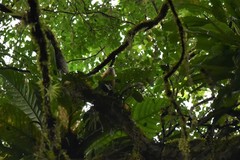 Cebus capucinus