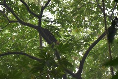 Cebus capucinus