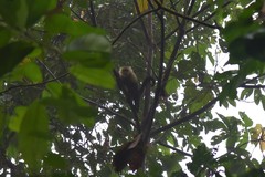 Cebus capucinus