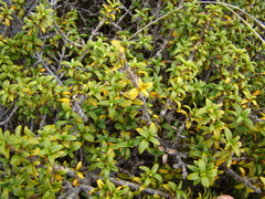 Coprosma pseudocuneata