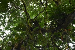 Cebus capucinus
