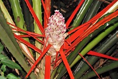 Bromelia balansae