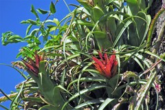 Aechmea recurvata