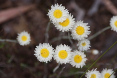 Chrysocephalum baxteri
