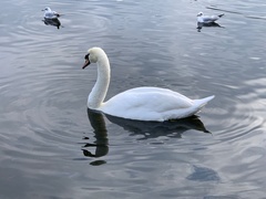 Cygnus olor