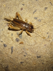 Anurogryllus