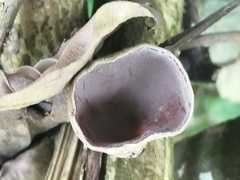 Auricularia nigricans