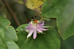 Passiflora resticulata